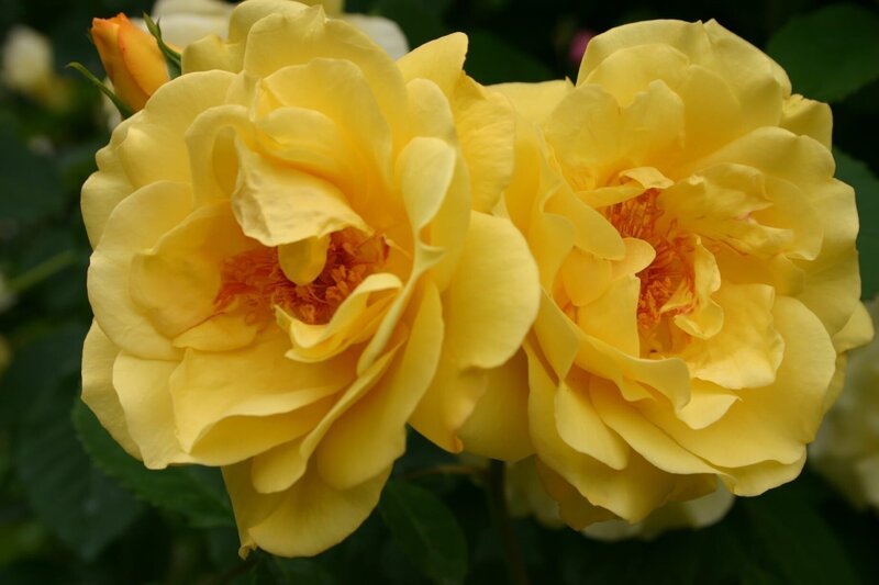 Rosen für Jeden – von den besten Sorten bis zur Pflege. – Bild: BR