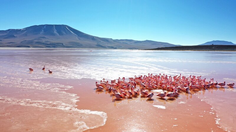 Um sich zu wärmen, drücken Flamingos sich in einem zufrierenden See hoch oben in den Anden aneinander. – Bild: phoenix/​ZDF/​Drone/​BBC Studios