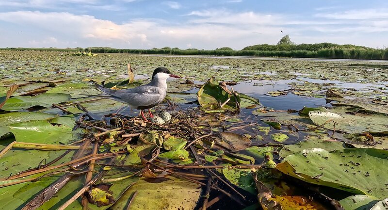 Weissbart-Seeschwalbe (Chlidonias hybrida). – Bild: Interspot Film /​ ORF /​ Franz Hafner