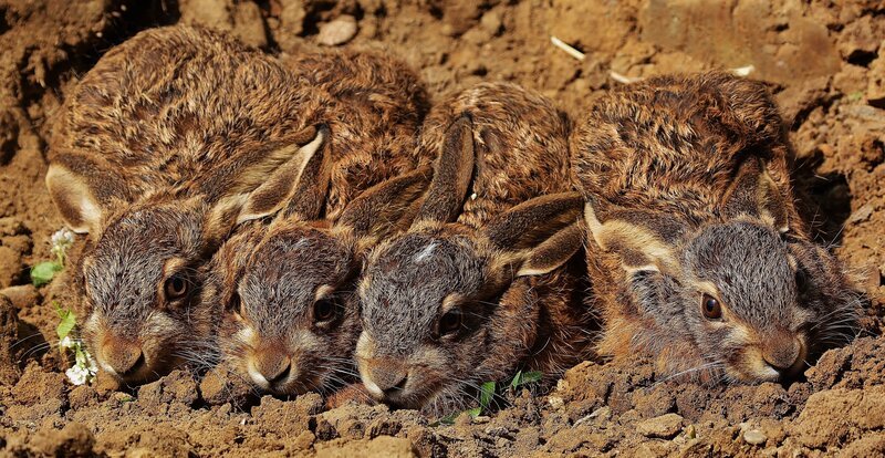 Feldhasen-Nachwuchs. – Bild: ZDF und BR, Jens-Uwe Heins