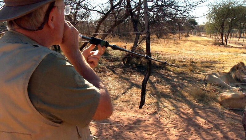 Dr. Ritschel betäubt Löwen erfolgreich mit einem Blasrohr. – Bild: SWR