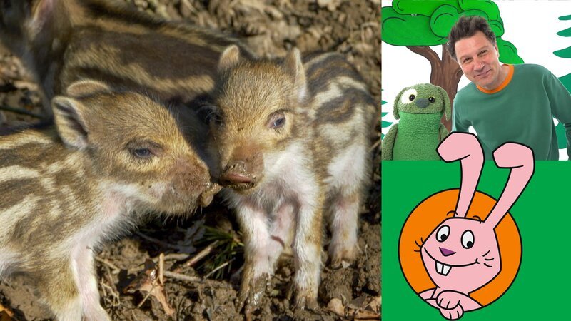 Wieso Wildschwein-Babys Streifen haben und was sie im Wald am liebsten machen, zeigen die elefantastischen Geschichten. – Bild: WDR/​Die Sendung mit dem Elefanten