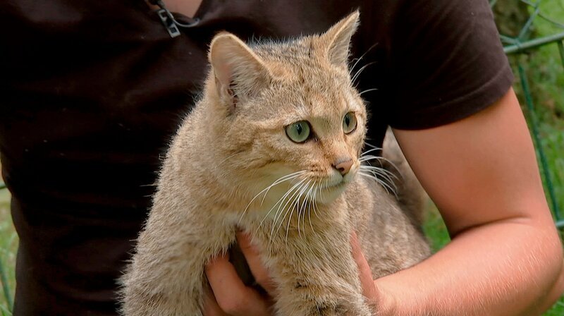 Die Wildkatze King Kong im Arm des Pflegers Florian Rimpler vom Opel-Zoo Kronberg. – Bild: HR