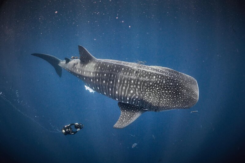 Taucher mit Haien – Bild: RTL /​ Frederic Buyle