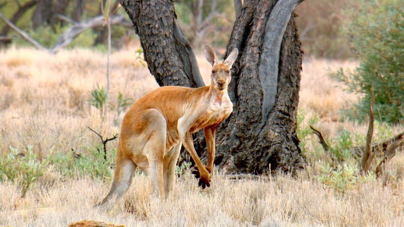 Rotes Riesenkänguru. – Bild: ORF/​ZDF