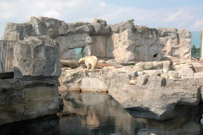 Die neue Eisbärin darf Lloyd am Schmusegitter treffen. – Bild: Volkmar Strueßmann