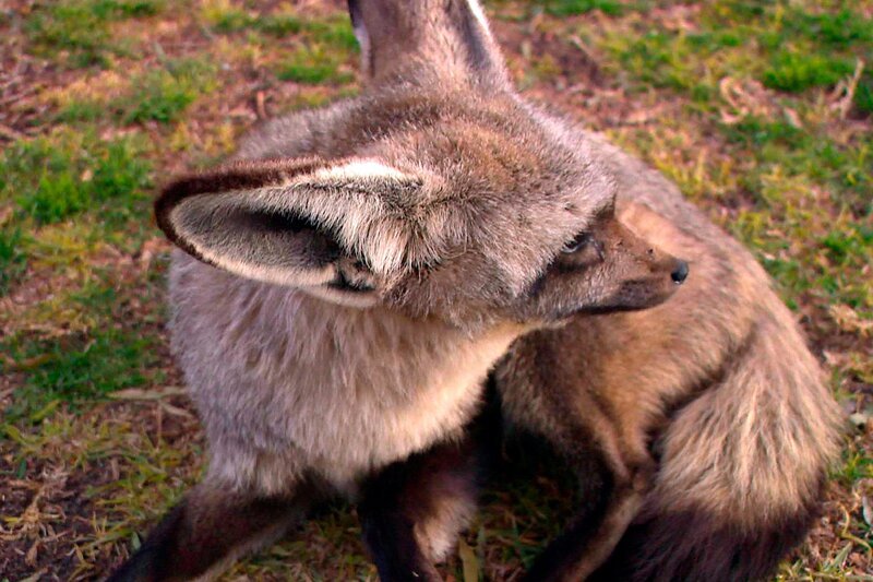 ARD/​SWR DAS WAISENHAUS FÜR WILDE TIERE FOLGE 34, „Abenteuer Afrika“, SWR Dokuserie mit 40 Folgen, deren Schauplatz die Tierrettungsstation „Harnas“ am Rand der afrikanischen Kalahari-Wüste ist. Dieser Löffelhund muß dringend untersucht werden. – Bild: SWR