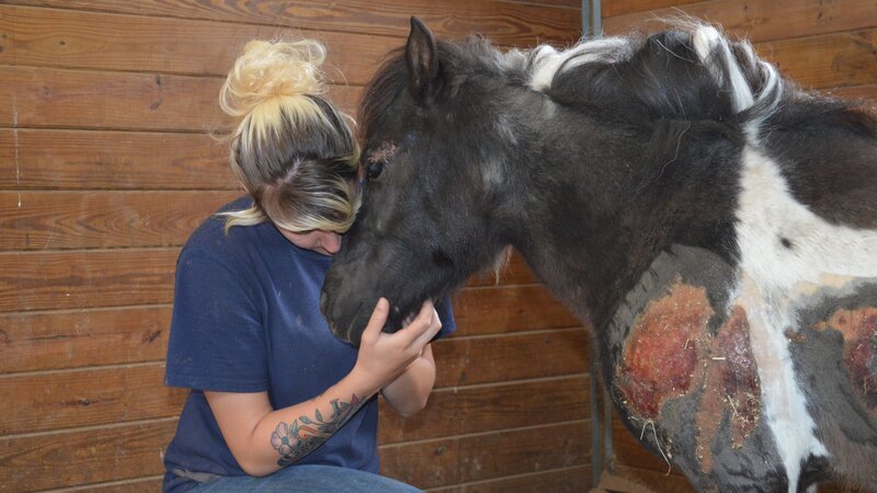 Erin Ford (Houston SPCA Barn team) comforts a miniature Shetland pony who was dragged behind his owners truck. – Bild: Discovery Networks