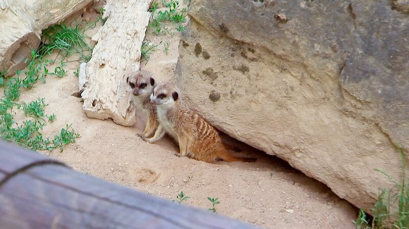 Erdmännchen im Kronberger Opel-Zoo. – Bild: HR