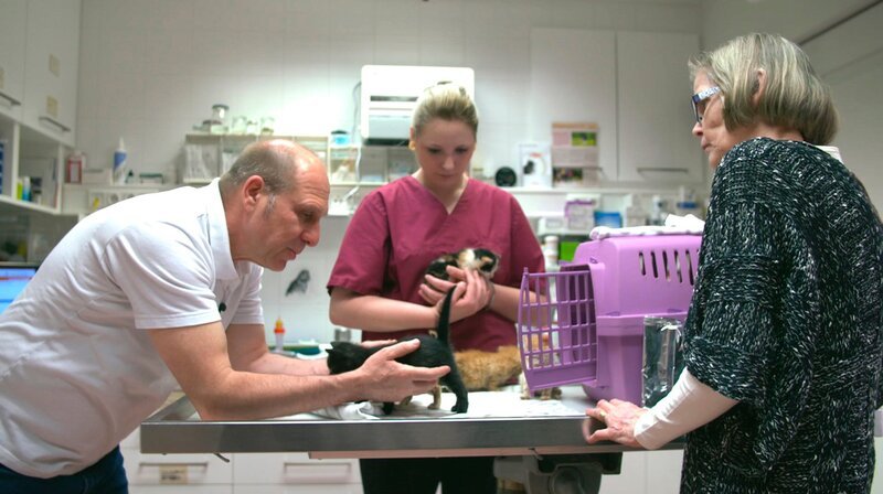 Katzenfindlinge beim Tierarzt. – Bild: MDR/​Hoferichter & Jacobs