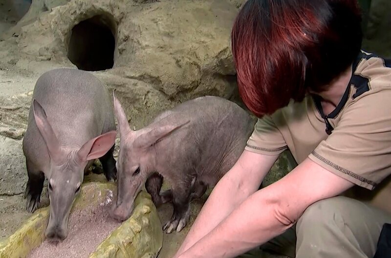 Die Erdferkel Elvis und Ermine mit Revierleiterin Astrid Parys. – Bild: HR