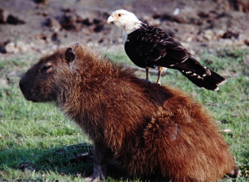 In den Llanos-Sümpfen, inmitten eines Meeres aus Wasserhyazinthen, ist der Lebensraum des Chiguire, des Wasserschweins. – Bild: BR/​Wieland Lippoldmüller