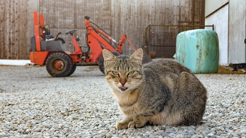Diese Streunerkatze lebt auf einem Bauernhof. – Bild: BR/​TEXT+BILD Medienproduktion GmbH & Co. KG/​Ben Wolter