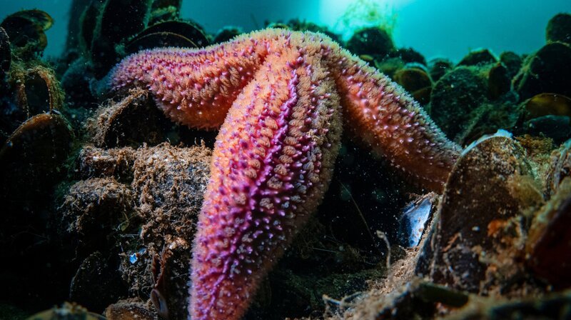 Seesterne sind so etwas wie die Gesundheitspolizei der Meere. Es sind Räuber, die sich am liebsten von Muscheln ernähren. – Bild: phoenix/​ZDF/​Uli Kunz