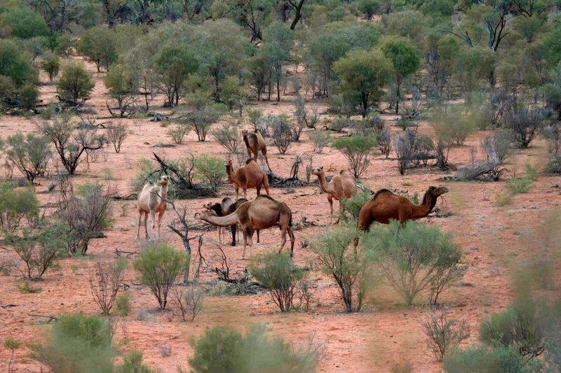 Im heißen Zentrum Australiens, bei Alice Springs, leben die einzigen wilden Dormedarherden weltweit! Da die Tiere keine natürlichen Feinde haben, werden sie mittlerweile zum Problem. – Bild: BR/​Angelika Sigl