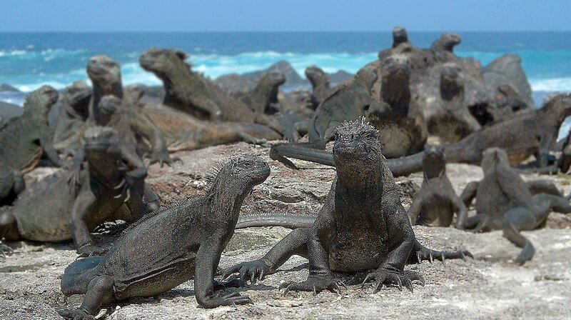 Eine der größten Meerechsen-Kolonien befindet sich auf der Insel Fernandina. – Bild: WDR/​Blue Planet Film/​Christina Hackl