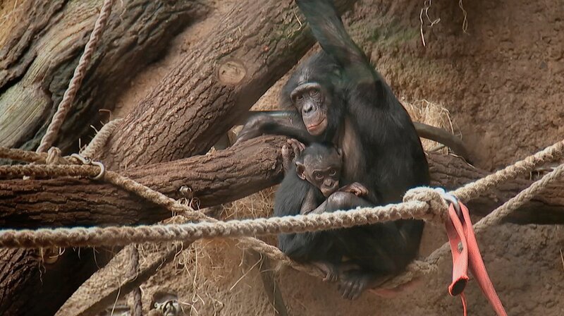 Bonobo Nayembi und ihre Tochter Nila sind aus dem Zoo in Stuttgart in den Frankfurter Zoo gezogen. – Bild: HR