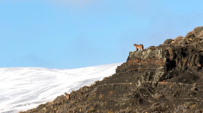 Zwei Pumajunge warten darauf, dass ihre Mutter von der Jagd zurückkehrt. – Bild: NDR/​Doclight GmbH/​Terra Mater/​Nicolas Lagos