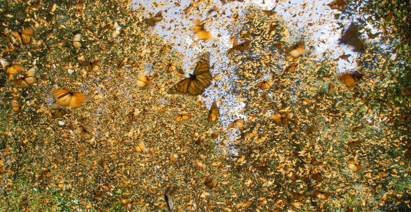 In Mexiko überwintern mehrere Millionen Monarchfalter. – Bild: ZDF und John Downer Productions