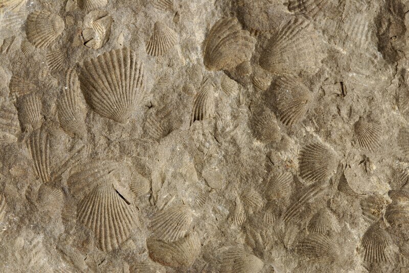 Rock with mold fossils of ancient scallops. The mold is an impression left by the bivalve’s hard shell which dissolved away over time. – Bild: HISTORY