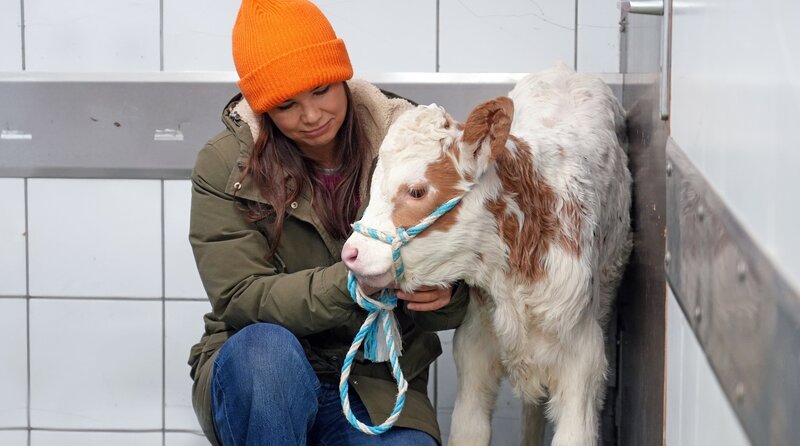 Kälbchen Emil hat einen entzündeten Nabel und muss deswegen heute operiert werden. Anna kümmert sich um ihn, bevor die OP los geht. Weiteres Bildmaterial finden Sie unter www.br-foto.de. – Bild: BR/​Text und Bild Medienproduktion GmbH & Co. KG/​Katharina Brackmann