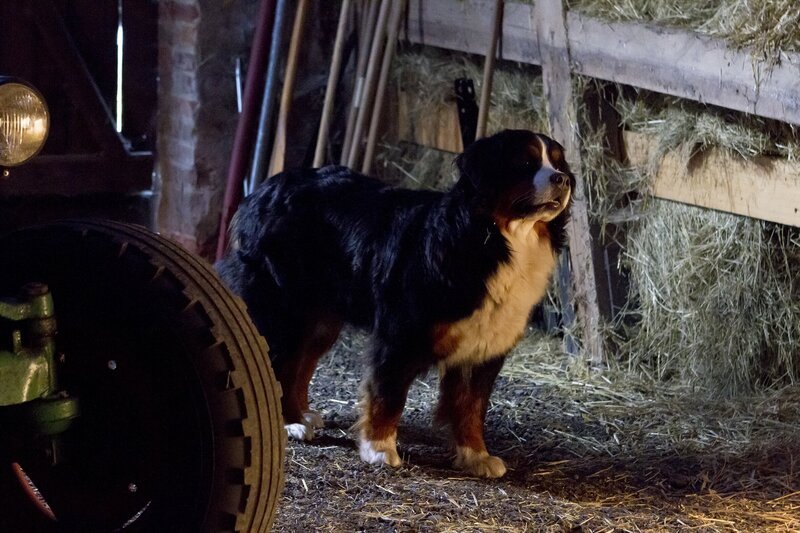 Keks trifft in der Nacht Sheila Schleiereule. – Bild: ZDF/​Zia Ziarno