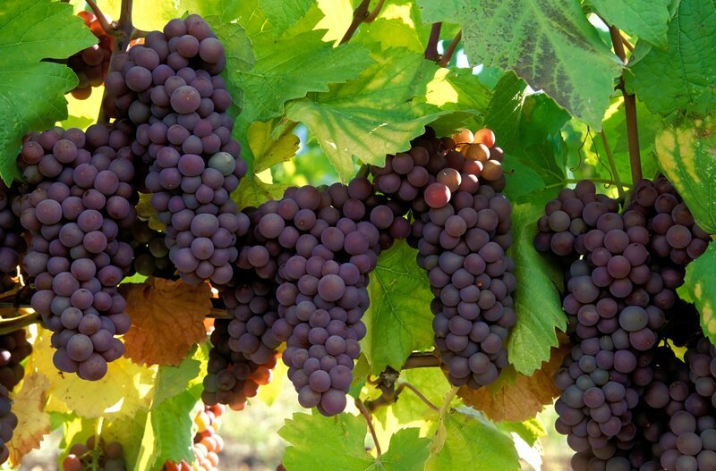 ripe pinot gris grapes ready for harvest – Bild: Bongusto