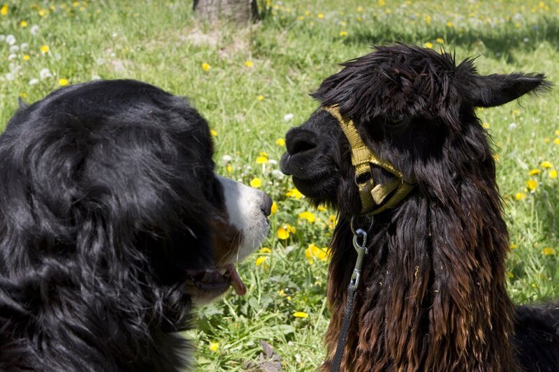 Keks trifft Alessandro Alpaka und bietet ihm seine Hilfe an. – Bild: ZDF/​Zia Ziarno