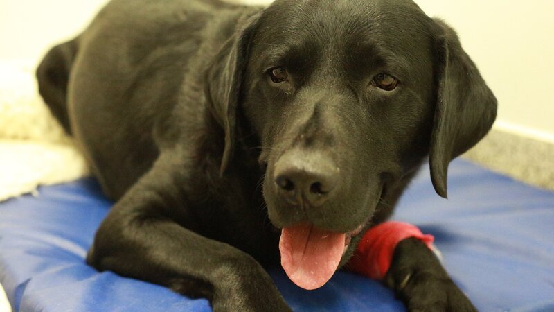 Das Hund – Bild: Zodiak Rights