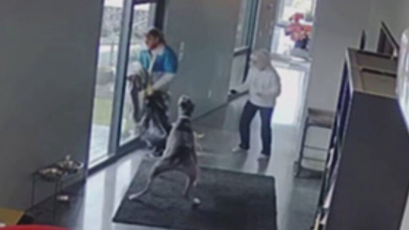 Great Dane Dubai and Autumn, a Chihuahua – scare off intruder – followed by homeowner Tracey McCoy – Bild: Lion Television, LLC.