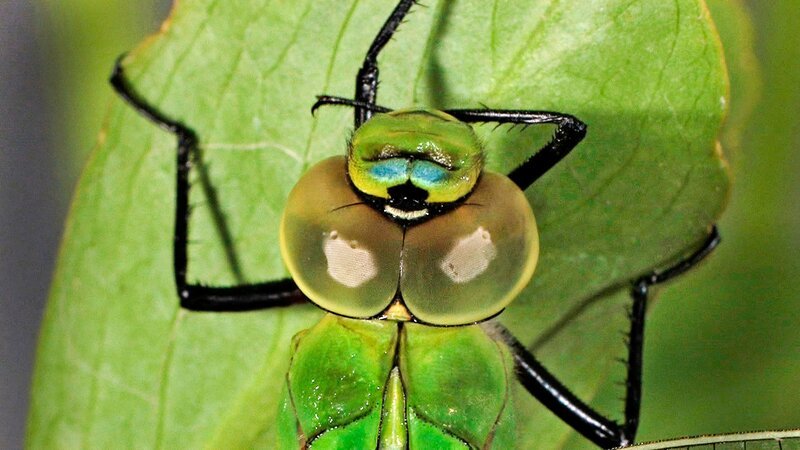 Libellen: Sie schweben über Teichen und Tümpeln, bevölkern die Ufer von Flüssen und Bächen. Mit ihren metallisch schillernden Farben und einzigartigen Flugkünsten sind sie wahre Juwele der Lüfte; der Film präsentiert Libellen, zeigt Makroaufnahmen, Superzeitlupen, Computeranimationen sowie Unterwasseraufnahmen und Zeitrafferszenen, und thematisiert Gefährdungen ihrer Lebensräume. – Bild: ORF/​Power of Earth