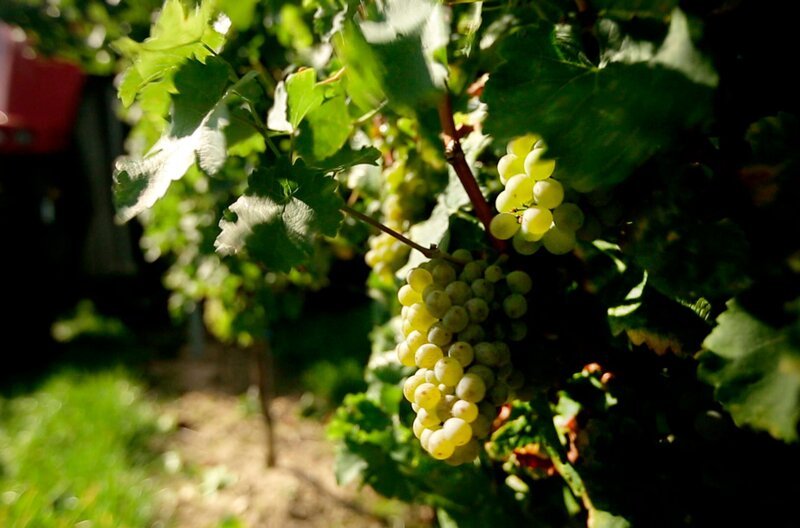 Reben aus den Weinbergen der Winzerfamilie Wagner aus dem rheinhessischen Essenheim. – Bild: SWR