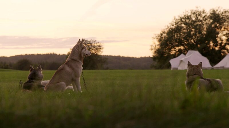 „Meine Fellgeschwister“ nennt Fanny-Mo die 27 Huskys, mit denen sie zusammenlebt. Sie lebt mit ihrer Mutter und ihren Hunden an der Ostsee. – Bild: Radio Bremen /​ Christoph Oldach /​ RB TV/​Pressestelle