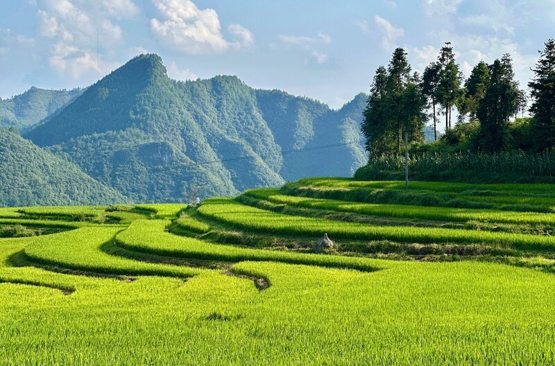 Viele jungen Chinesen zieht es aus den Megacitys raus aufs Land. – Bild: NDR