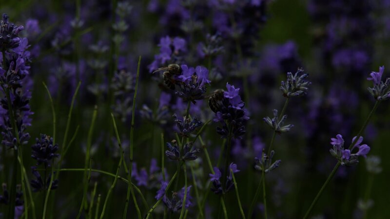 Lavendel – Bild: tv.gusto