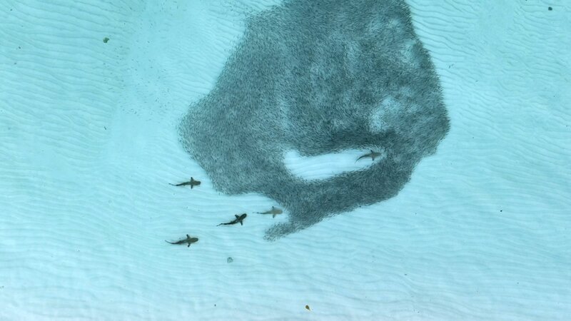 Fischschwarm bei den Malediven. – Bild: ORF/​LOOKS Film/​Angela Albi, CASA /​ ZDF