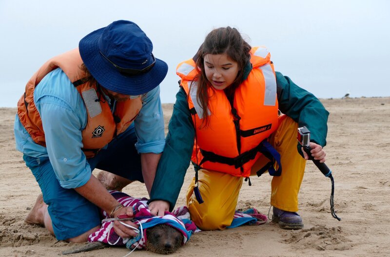Eine Robbe hat sich in Plastikmüll verfangen. Eine tödliche Falle. Anna und Naude befreien sie. – Bild: BR/​TEXT + BILD Medienproduktion