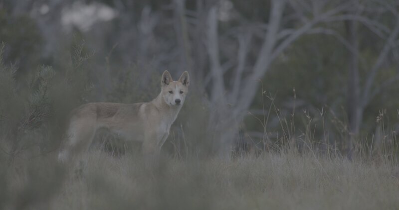 Dingos sind Langstreckenläufer und können ihre Beute kilometerweit verfolgen. – Bild: ZDF und Content Mint Pty Ltd.