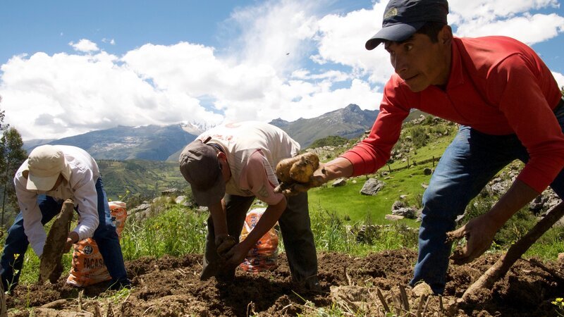 Nachbarn helfen Hernan Carrion bei der Kartoffelernte. Mehr als 300 Sorten gibt es in Peru. – Bild: ZDF/​Manfred Uhlig