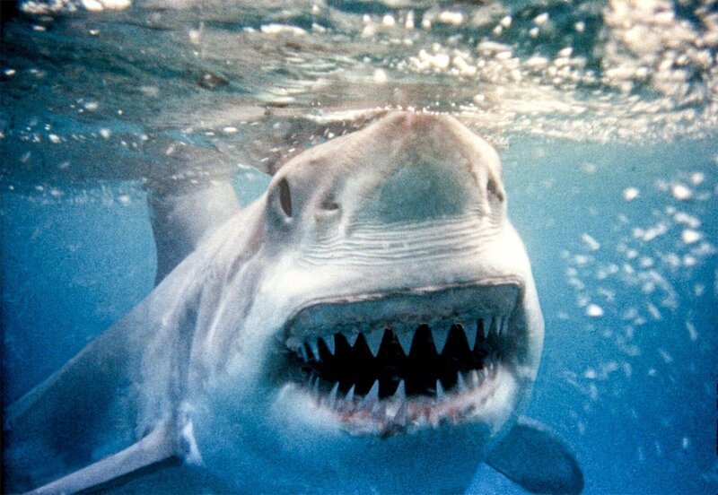 Der Weiße Hai ist das einzige Raubtier, das mit der Sonne im Rücken jagt. So wird seine Beute geblendet. – Bild: ORF/​ZDF/​Content Mint Pty Ltd.