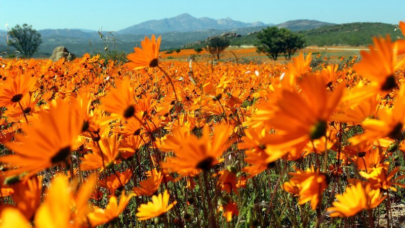 Während der Blütezeit in Namaqualand erstrahlen manche Flächen in einer einzigen Farbe. – Bild: 3sat