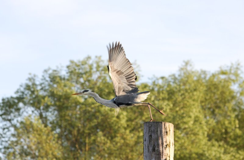 Ein Reiher am Bodensee. – Bild: ORF 2