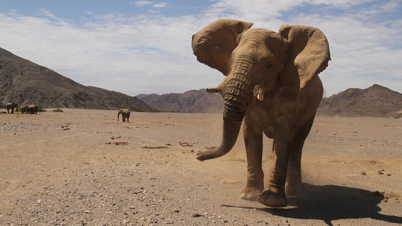 In der Trockenzeit wandern die Elefanten über weite Strecken auf der Suche nach Futter. – Bild: WDR/​Blue Planet Film/​Roland Gock