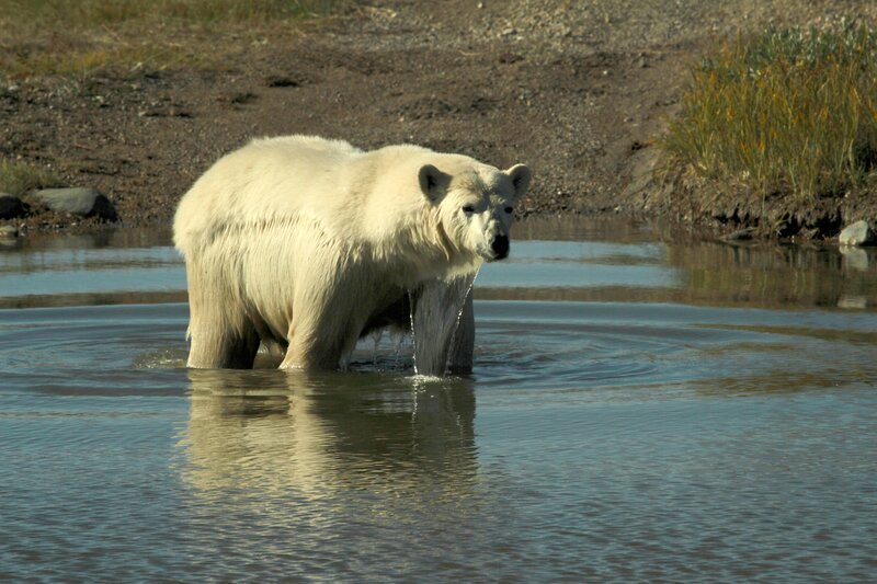 Die Hudson Bay ist nur einen Teil des Jahres mit Eis bedeckt. Dann haben die Eisbären ein riesiges Jagdrevier, denn ihre Beute, die Robben sind nur vom Eis aus für sie jagdbar. Schmilzt jedoch das Eis der Bay im Sommer, beginnt für die weißen Riesen, die den Weg in den kalten Norden nicht rechtzeitig angetreten sind, eine magere Zeit. Sie müssen im Süden des Bay ausharren, von Gras und Früchten leben und warten jetzt sehnlichst auf die Rückkehr des Winters. – Bild: BR/​Angelika Sigl