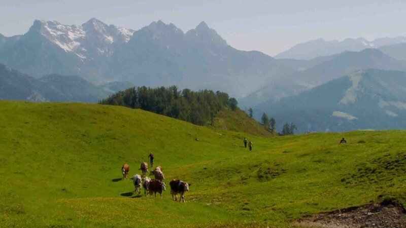 Bergbauern in ihrem harten Alltag auf den Almen Österreichs. – Bild: Bergblick