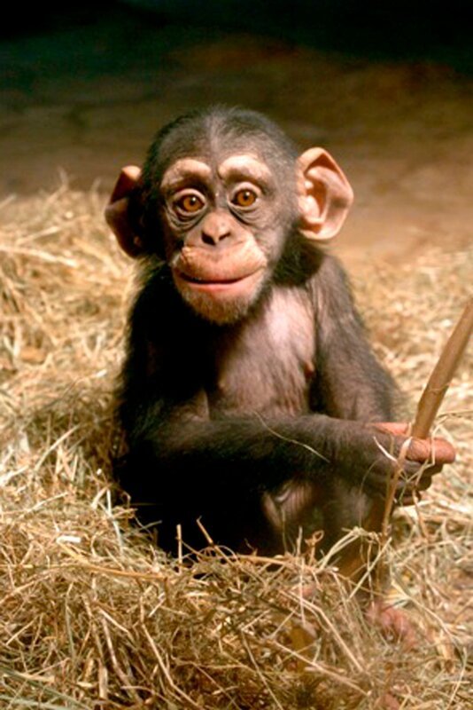 Gleich bekommt Kibali einen Spähnesack zum spielen. – Bild: RB/​Achiv Zoo am Meer, Bremerhaven