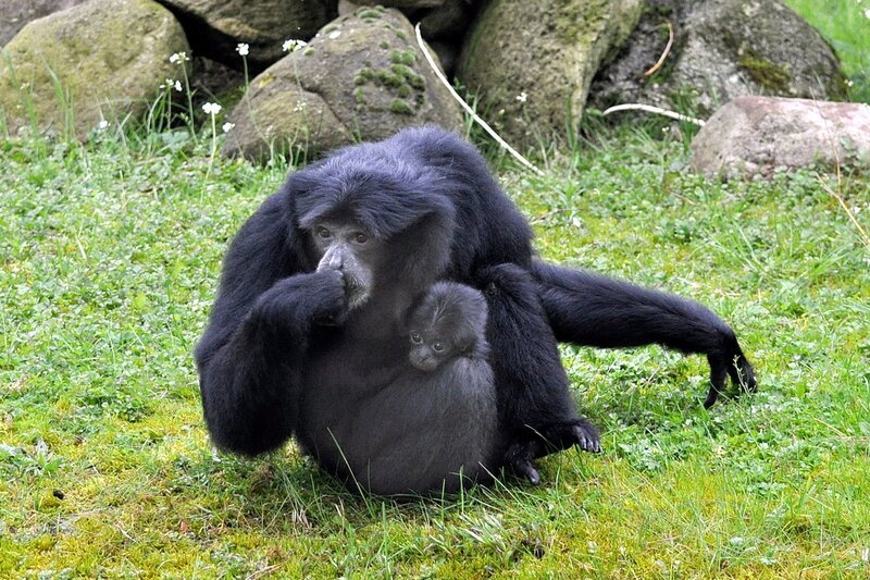 Nachwuchs bei den Siamangs. – Bild: RB/​Jaderpark