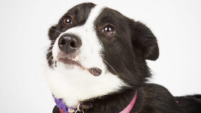 Hund. – Bild: Warner Bros. Discovery