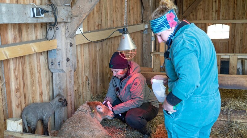 Gewerbliche und private Tierhalter mit Pferden, Rindern oder Schafen rufen Tierärztin Dr. Mara Wittig (rechts), wenn es ihren Tieren schlecht geht. Hier behandelt Mara Wittig ein Schaf mit einer Gebärmutterentzündung. – Bild: NDR/​Hellwig Film GmbH