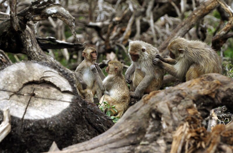 Eine hohe Resilienz ermöglicht der Gemeinschaft der Rhesusaffen auf der puerto-ricanischen Insel Cayo Santiago, sich an die veränderten Bedingungen anzupassen und so auch widrigen Umständen zu trotzen. – Bild: Rotating Planet Productions